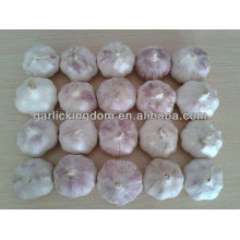 5.5 fresh garlic natural garlic white garlic or pure white garlic